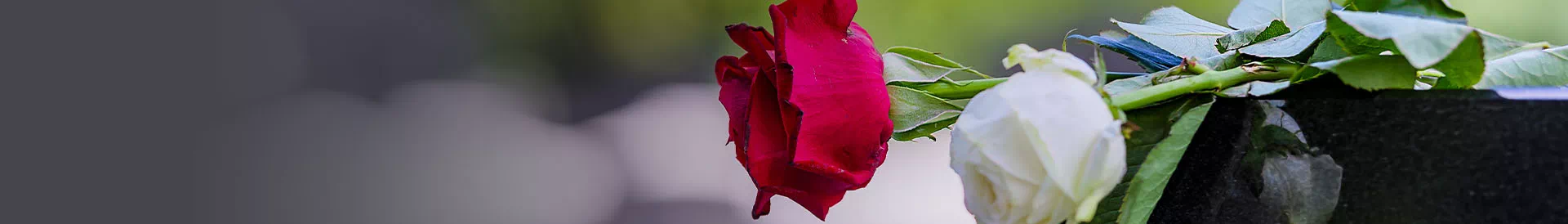 Czerwona oraz biała róża